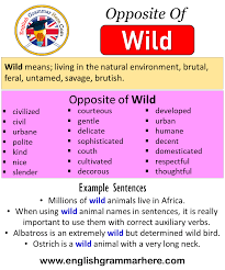 Opposite Of Wild Antonyms Of Wild Meaning And Example Sentences English Grammar Here As the word does not have a definite meaning, there can be. opposite of wild antonyms of wild