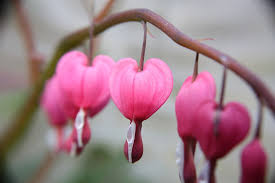 Flowers are the works of art created by mother nature. The Most Beautiful Flowers In The World Top 15 Most Beautiful Flowers Photo