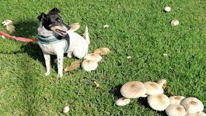 Maybe you would like to learn more about one of these? Can Dogs Eat Mushrooms Here S Everything You Need To Know Pawlicy Advisor
