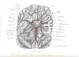 In this lab exercise, you will study the brainstem cranial nerve nuclei and review the blood supply of the brainstem. 2