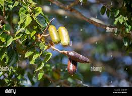 Image result for Hymenaea courbaril