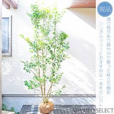 にわいろSELECT