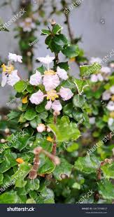 Image result for Malpighia coccigera