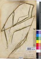 Image result for Acroceras amplectens