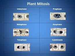 For a complete description of the events during interphase, read about the cell cycle. Cell Cycle Cell Replication Animal Mitosis 1 Interphase