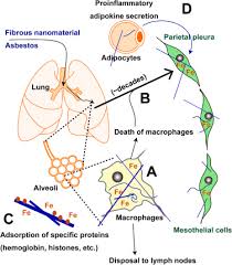 Check spelling or type a new query. Iron Addiction With Ferroptosis Resistance In Asbestos Induced Mesothelial Carcinogenesis Toward The Era Of Mesothelioma Prevention Sciencedirect