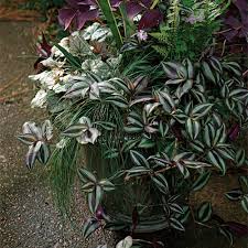 Image result for Tradescantia zebrina