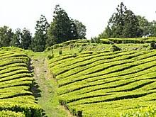 All things which feed bacteria. Tea Wikipedia