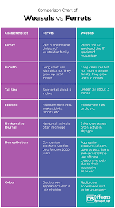 Difference Between Ferret And Weasel Difference Between