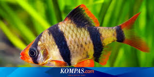 Danau tanganyika adalah rumah bagi berbagai jenis ikan cichlid paling unik yang ada di seluruh dunia, termasuk beberapa ikan air tawar paling mahal. Mengenal Ikan Elang Atau Tiger Fish Yang Diburu Karena Harga Jual Tinggi Halaman All Kompas Com