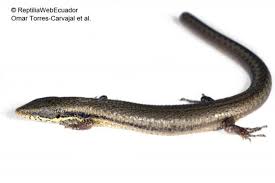 Escola profissional de anadia alcança o 2º lugar nos jogos da matemática de 2021. Anadia Rhombifera The Reptile Database