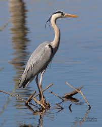 Grey Heron Ardea Cinerea Focusing On Wildlife Grey Heron Heron Photography Heron