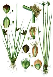 Image result for Schoenoplectiella senegalensis