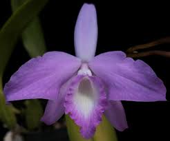 Image result for Aeschynomene glauca