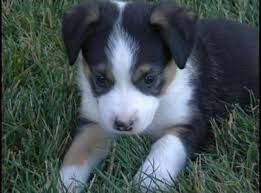Get a boxer, husky, german shepherd, pug 1 little male toy australian shepherd x toy poodle puppy looking for great home. Aussie Hair