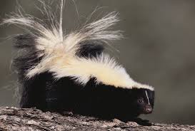 There's more to know about skunks than their unique appearance and smelly spray. Facts About Skunks Live Science