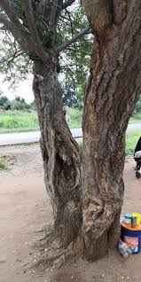 Image result for Albizia anthelmintica