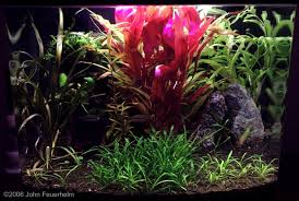 Image result for Ranalisma