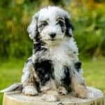 Scroll down to see her 2nd litter pictures! How Much Do Aussiedoodles Cost Actual Breeder Costs Included