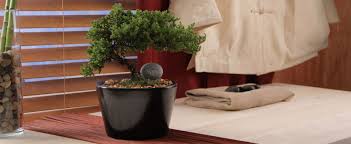 Image result for sanvitalia combine in pots