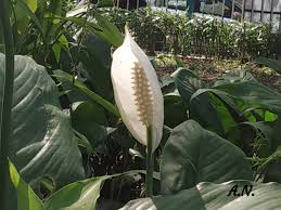 Image result for Lipotriche marlothiana