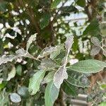 Image result for Brachylaena huillensis