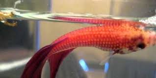 We're setting a new standard by not selling food or treats with artificial ingredients: Petition Stop Petco From Turning Down The Heat And Killing Betta Fish At Night