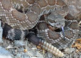 Southern Pacific Rattlesnake Facts and Pictures