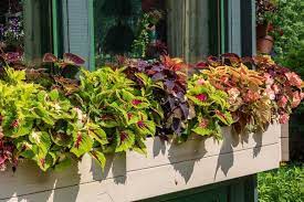 It cascades over the sides of the boxes and gives your flowers an attractive backdrop of green foliage. 10 Best Flowers For Window Boxes In Shade Window Box Flowers Window Planter Boxes Planter Boxes Flowers