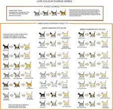 Amber Russet Colour Change Chart Cat Colors Cats