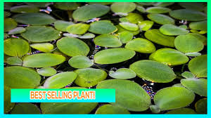 Maybe you would like to learn more about one of these? Dwarf Water Lettuce The Complete Guide On How To Maintain Them