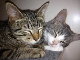 Maybe you would like to learn more about one of these? Adopt A Cat From Us Grateful Purrs Await You San Antonio Feral Cat Coalition