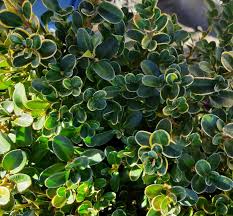 Image result for Buxus