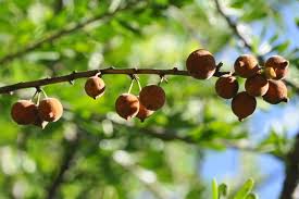 Image result for Boscia filipes