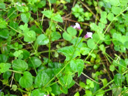 Image result for Lindernia conferta