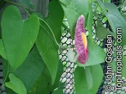Image result for Aristolochia heppii