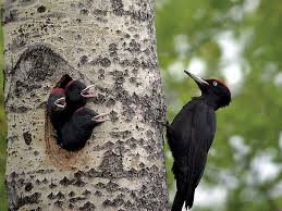 There are 22 types of woodpecker in north america1audubon guide to north american birds: Woodpecker Characteristics Species Facts Britannica