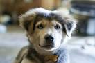 Goberian | Dog Breed Facts and Information - Wag! Dog Walking