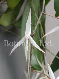 Image result for Aerangis ugandensis