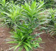 Daun ini dikenal sebagai salah satu pewarna hijau alami pada makanan. Http Dianastemba Blogspot Com 2013 04 Pewarna Alami Dari Daun Suji Html