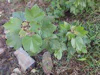 Image result for Thespesia garckeana