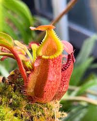 Image result for Polystachya villosa