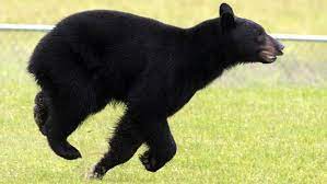 Black Bear Jpg 654 368 Black Bear Running Bear Bear