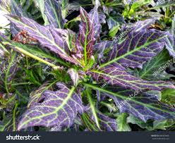 Image result for Gynura pseudochina