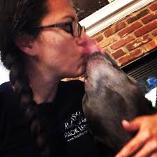 Kissie Wissie with Khaleesi. 💋💋💋 . . #pitbull #pitbullsofinstagram  #staffy #staffordshirebullterrier #kisses #animal #dogwalking #dogwalker  #dog #dogsofinstagram #dogstagram #instadog #instagramdogs #pet #petstagram  #dogoftheday #doglover #dogsofig ...