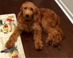 Meet sara, a petite multigenerational goldendoodle. Testimonials About Our Golden Doodle Puppies Abingdon Virginia Honeydoodles