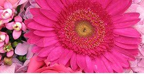 Looking to brighten up someone's life? Baton Rouge Florist Baton Rouge Flower Delivery Heroman S Florist