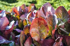 Image result for Bergenia