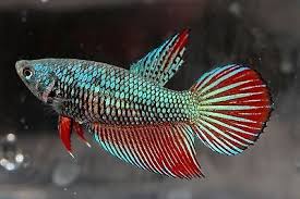 This is just a cheesy lil video to show you some clips of her. Green And Red Dragon Veiltail Female Betta Fish Betta Fish Betta Live Aquarium Fish