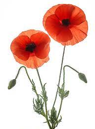 Pin On Flowers And Flora